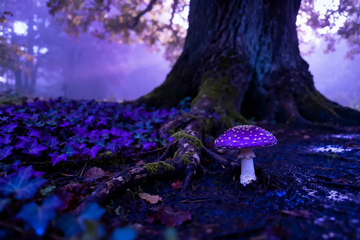 Champignon violet lumineux près d'un arbre avec lierre violet, éclairage féerique dans une forêt mystique.