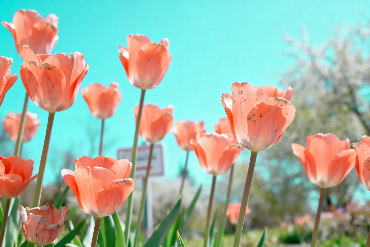 Couleur de printemps : Quelles teintes vives adopter ?